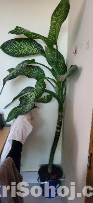 Indoor plants